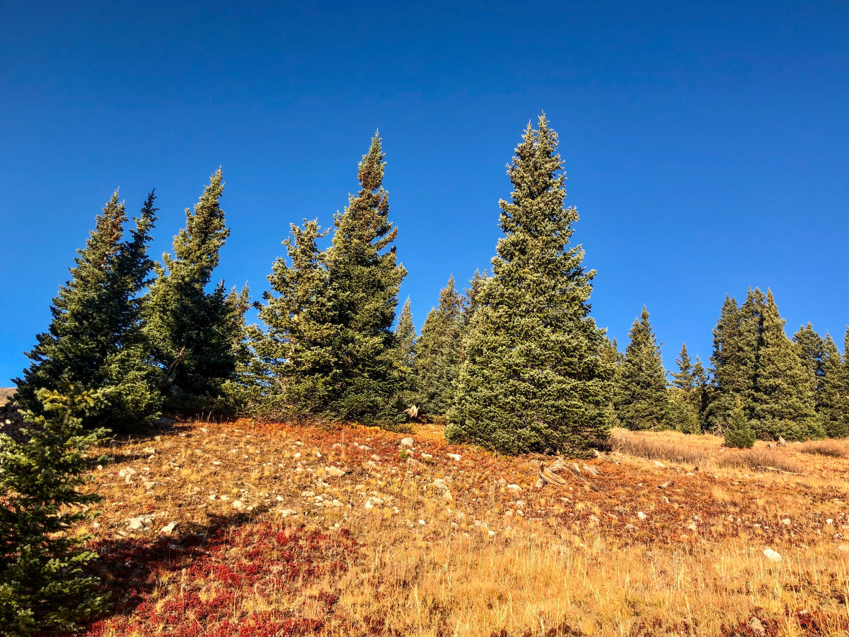 Exiting the aspen grove, approaching treeline. Photo Credit: Spencer McKee.